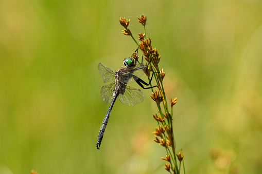 A Hine's Emerald Dragonfly hanging from a branch in Door County, Wisconsin.