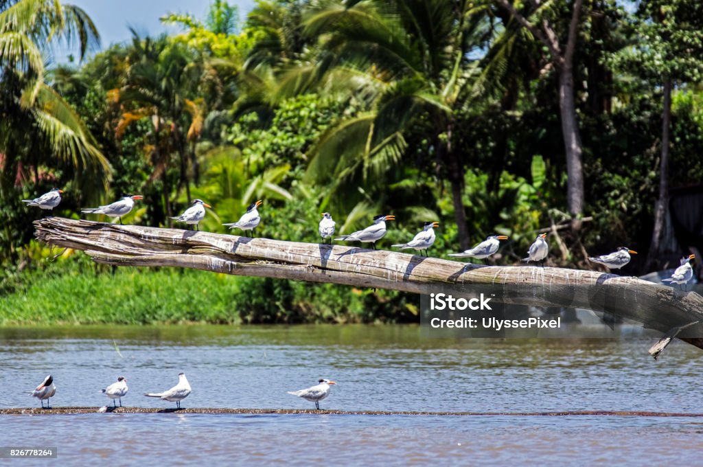 Royal terns on a log in river estuary - Costa Rica Row of royal terns perched on a log in Tortugero river estuary - Costa Rica Tortuguero National Park Stock Photo