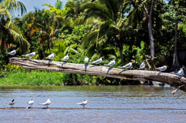 Royal terns on a log in river estuary - Costa Rica Row of royal terns perched on a log in Tortugero river estuary - Costa Rica limon province photos stock pictures, royalty-free photos & images