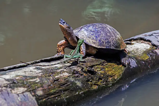 A River Turtle met a running lizard on a log in natural rainforest canal at Tortuguero National Park - Costa Rica