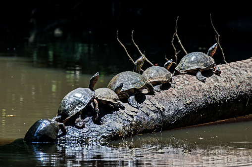 Turtles in line on a tree trunk at Tortuguero National Park