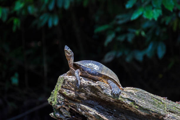 istock River Turtle sunbathing at Tortuguero - Costa Rica 826778612