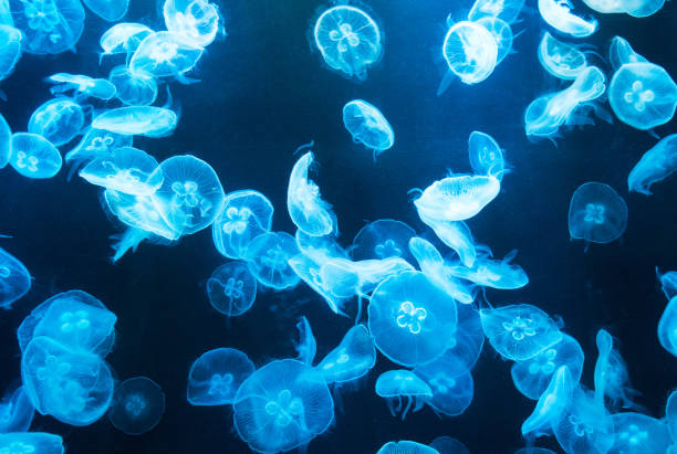 그룹-반투명 젤리피쉬 - aquarium biology jellyfish nature 뉴스 사진 이미지