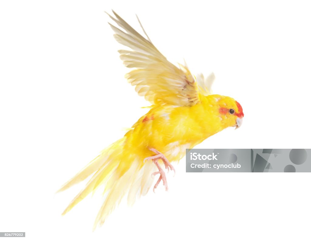 Red-crowned parakeet Red-crowned parakeet in front of white background Flying Stock Photo