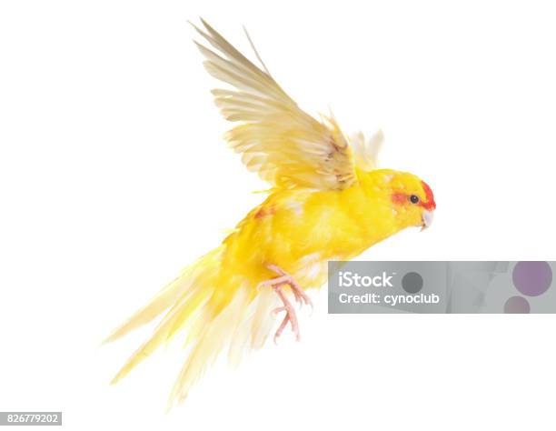 Redcrowned Parakeet Stock Photo - Download Image Now - Flying, Parakeet, Yellow