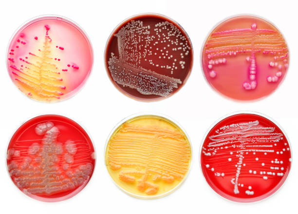 cultivo de bacterias - staphylococcus petri dish bacterium biology fotografías e imágenes de stock