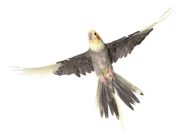 gray cockatiel in front of white background