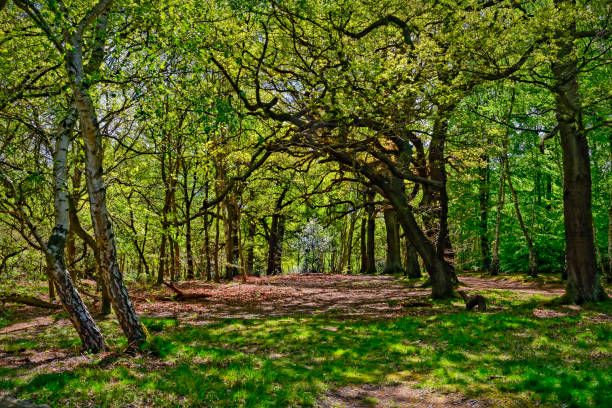 Forest clearing A clearing in Sherwood forest amidst the oak and silver birch trees. nottinghamshire stock pictures, royalty-free photos & images