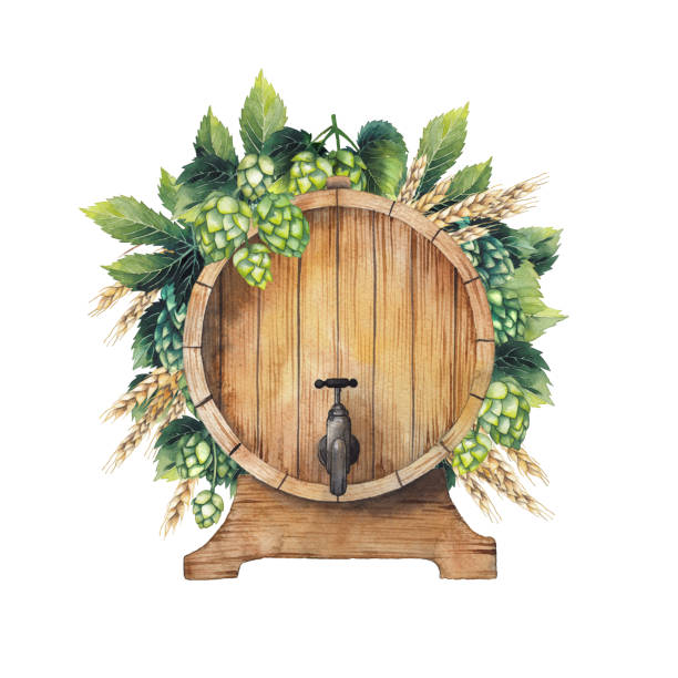 Watercolor beer design Watercolor barrel of beer decorated with hops and malt. Hand painted Beer Fest design isolated on white background water colour beer hops stock illustrations