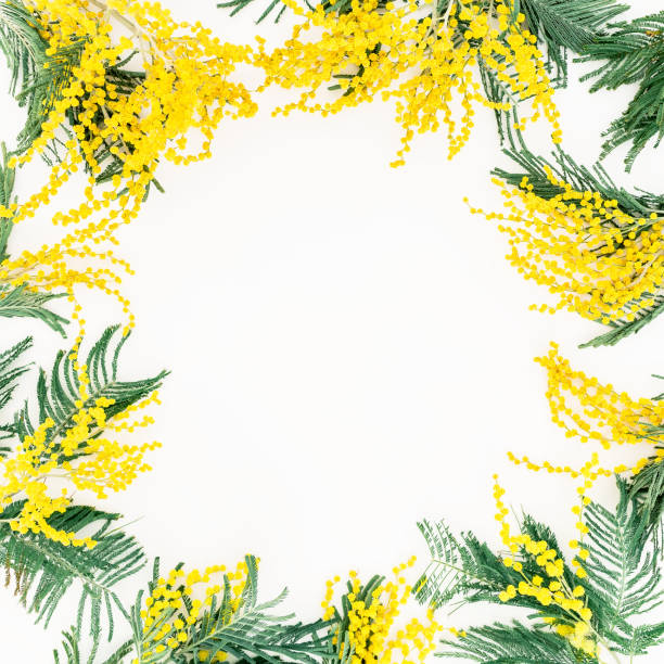 istock Floral frame of mimosa on white background. Flat lay, top view. 826783000