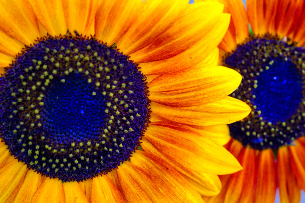 Colorful detail of beautiful sunflower