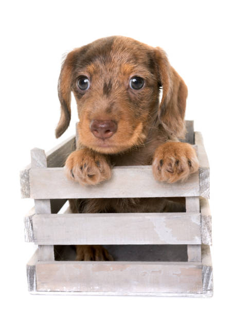 istock puppy Wire-haired Dachshund 826788916