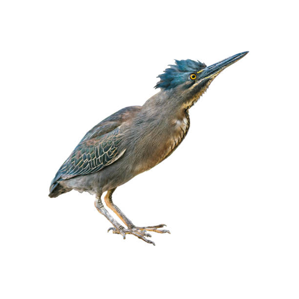 istock Exotic Bird Isolated Photo 826792282