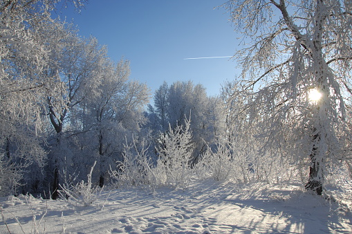 Winter is very cold, the trees covered with frost