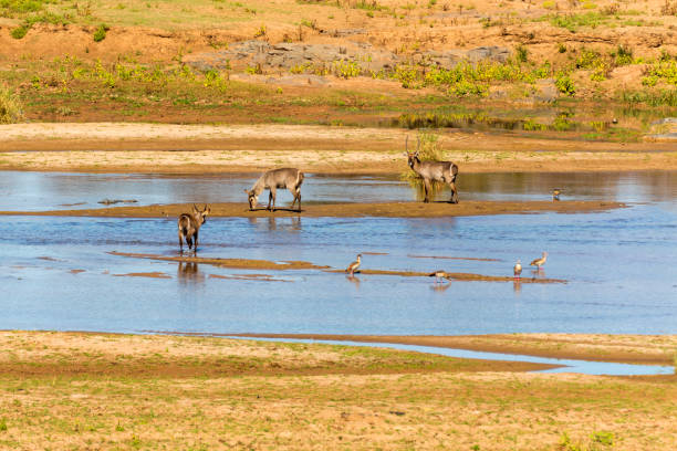istock Waterbuck and geese in the river 826793198