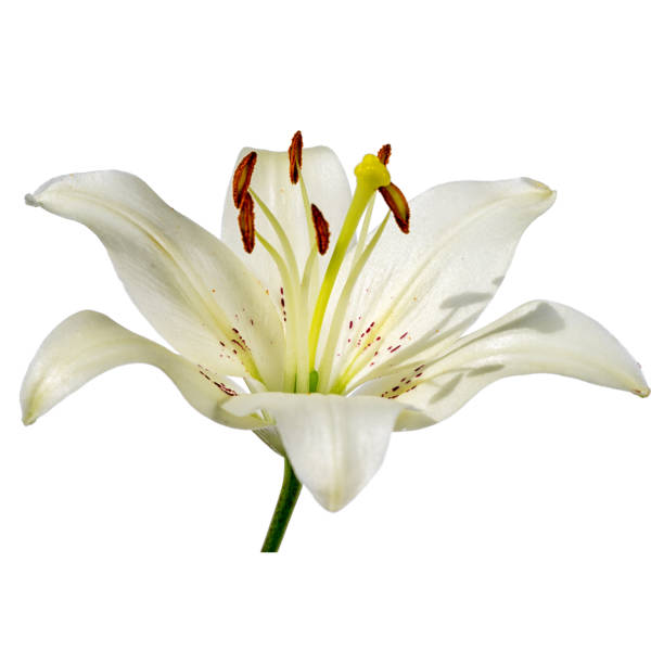 istock white lily flower isolated on white background 826795514