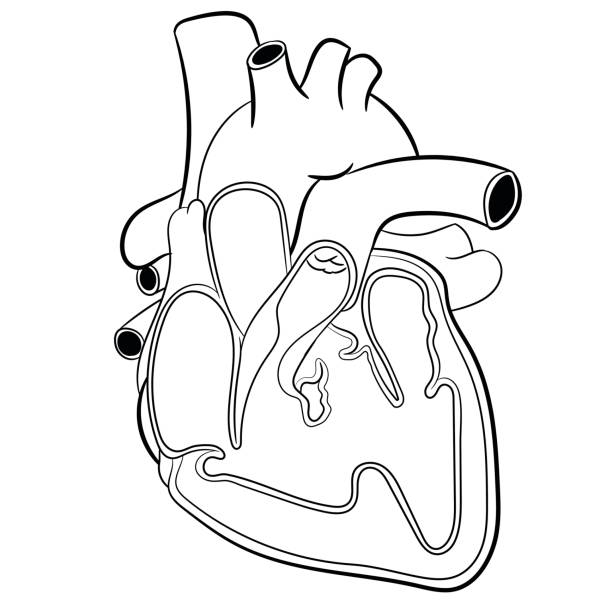 Heart Anatomy-Vector Illustration Anatomical Human heart hand drawn. Medicine educational Vector illustration. heart ventricle stock illustrations
