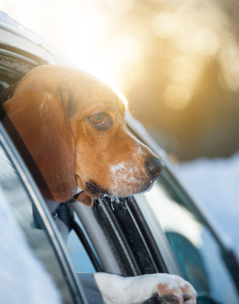 istock Young dog in car. Sunset 826795812