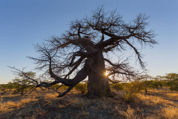 istock Large baobab at Kukonje Island 826798366
