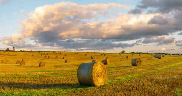 istock Straw bales in the field after the harvest 826798746