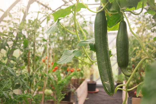 greenhouse_cucumber_1 - greenhouse industry tomato agriculture стоковые фото и изображения