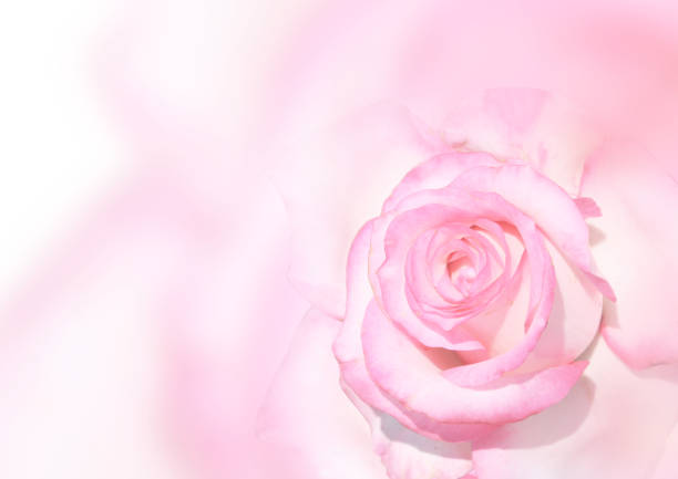 istock Banner with pink rose 826806958