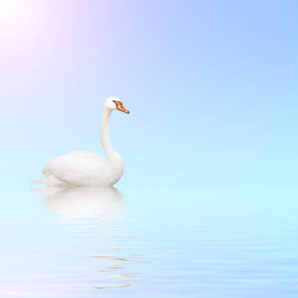 istock Mute swan on blue water 826806994