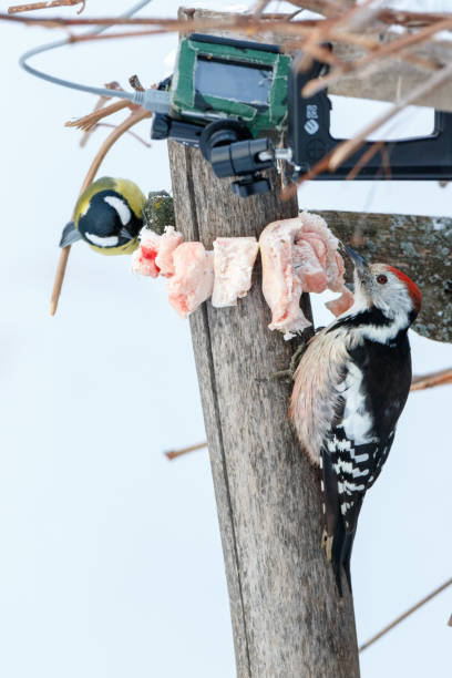 Middle Spotted Woodpecker (Dendrocopos medius). Middle Spotted Woodpecker (Dendrocopos medius). Russia, the Ryazan region (Ryazanskaya oblast), the Pronsky District, Denisovo. the middle spotted woodpecker dendrocopos medius stock pictures, royalty-free photos & images