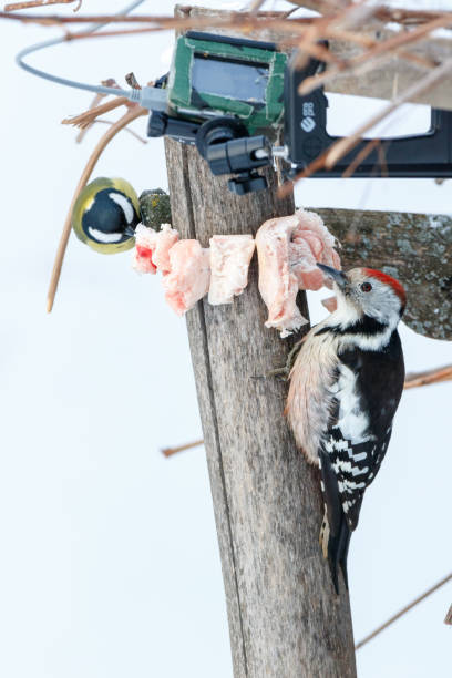 Middle Spotted Woodpecker (Dendrocopos medius). Middle Spotted Woodpecker (Dendrocopos medius). Russia, the Ryazan region (Ryazanskaya oblast), the Pronsky District, Denisovo. the middle spotted woodpecker dendrocopos medius stock pictures, royalty-free photos & images