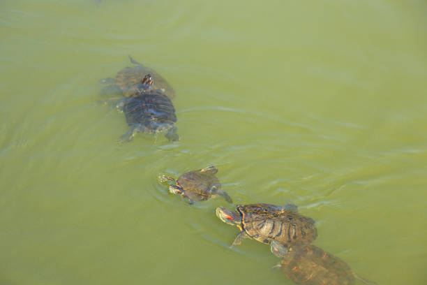 Pond sliders swims in a green pond water Pond sliders swims in a green pond water coahuilan red eared turtle stock pictures, royalty-free photos & images