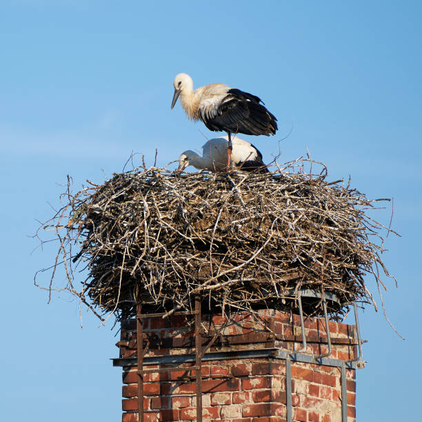 istock Stork nest in a Village 826812014