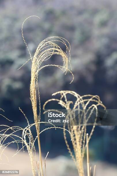 Visiting Places In Japan Stock Photo - Download Image Now - Grass, Japan, Kamakura City