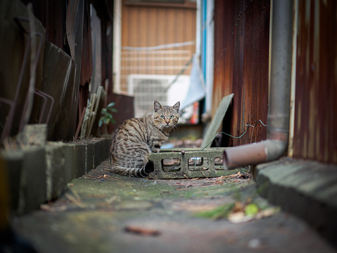 street cat in Wakayama passage