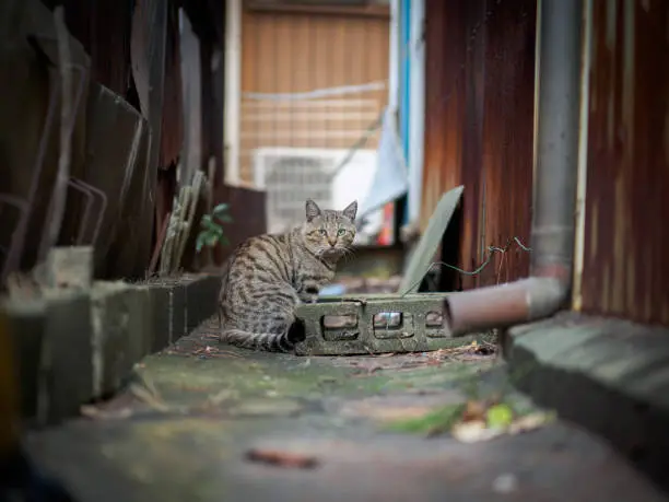 Photo of street cat in Wakayama