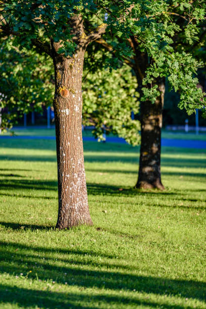 istock summer forest trees. nature green wood sunlight backgrounds 826815654