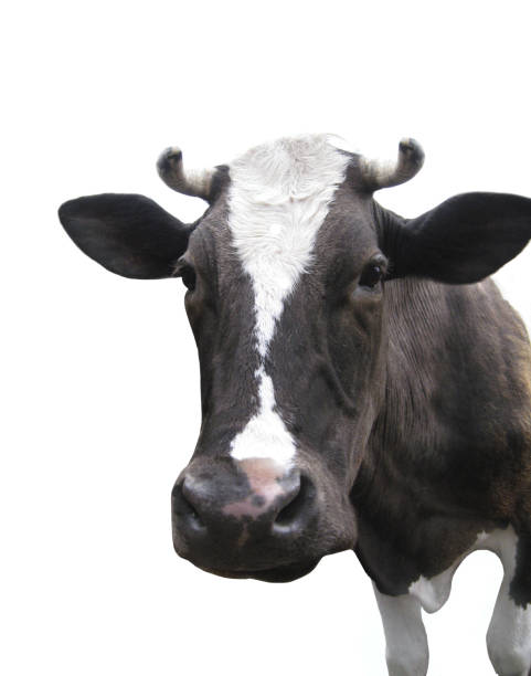 istock Black-and-white cow on the white background 826816030