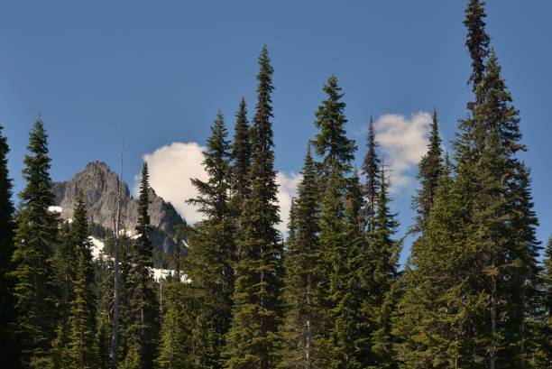 istock Pinnacle Peak View Mt Rainier National Park 826816304
