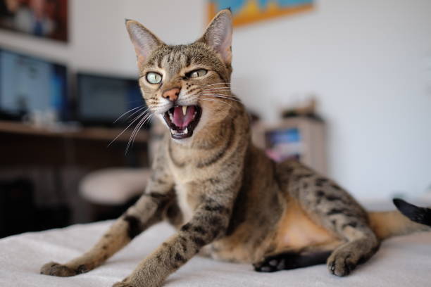 istock Savannah cat in bad mood 826816966