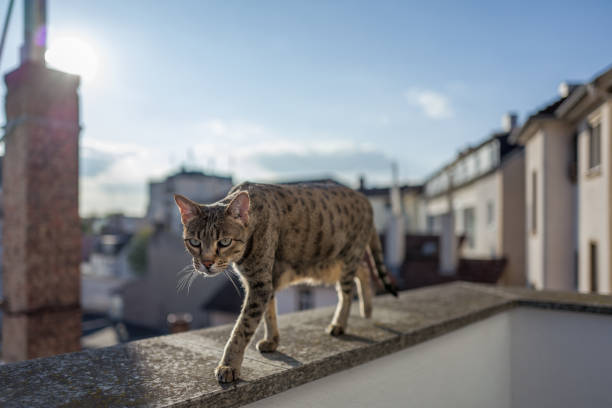 istock Savannah Cat with Frankfurt Skyline 826817398