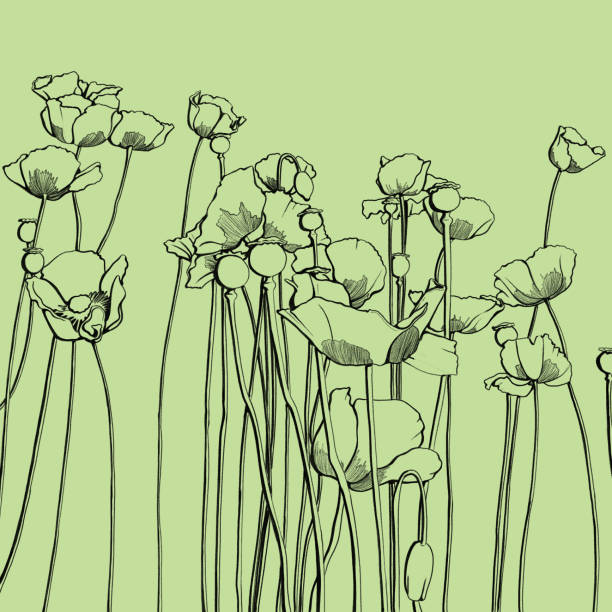 маковое поле - stem poppy fragility flower stock illustrations