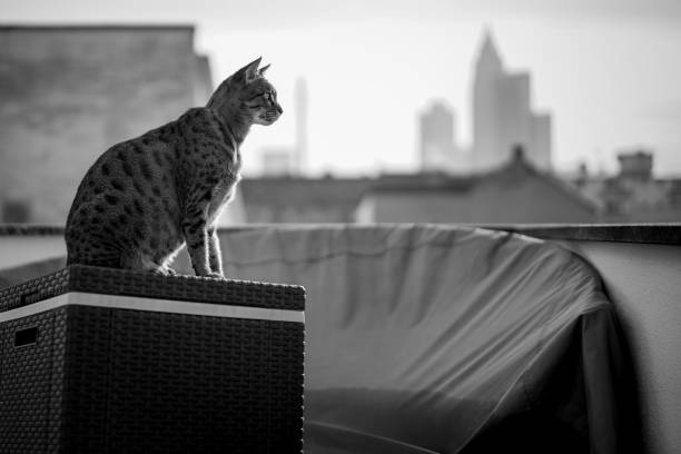 A Savannah Cat with Frankfurt Skyline