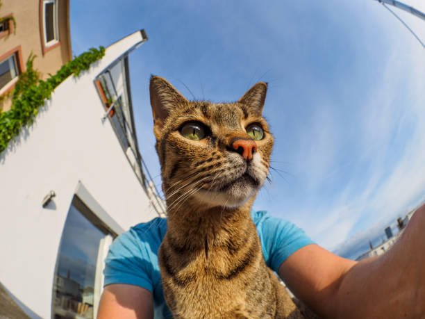 istock Fisehye selfie with Savannah cat 826819866