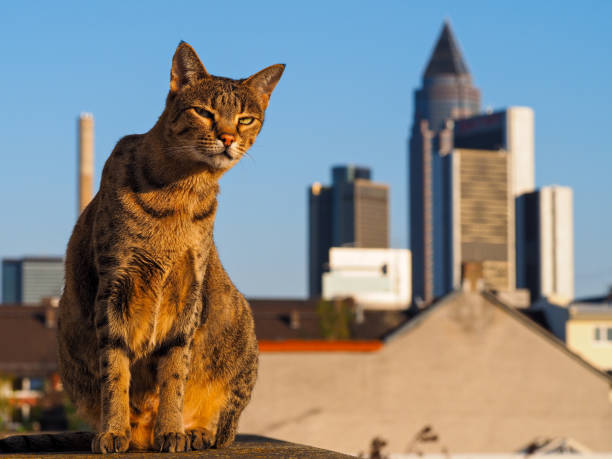 gato savannah com skyline de frankfurt - messeturn tower - fotografias e filmes do acervo