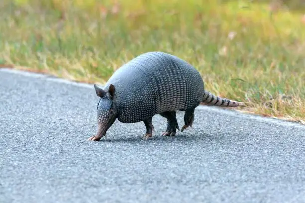 An armadillo entering a road