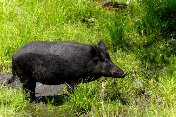istock Wild boar in the grass-Stock photos 826831166