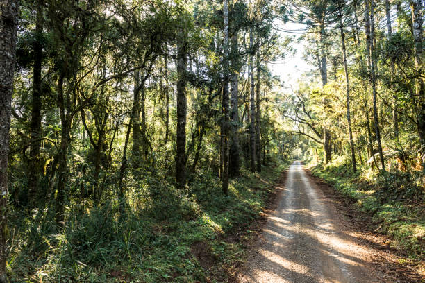 istock Santa Catarina Plateau 826834254