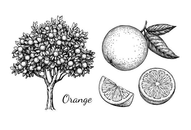 tinte-skizze von orange - orange frucht stock-grafiken, -clipart, -cartoons und -symbole