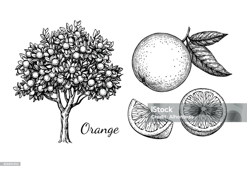 Dibujo tinta de naranja - arte vectorial de Naranja - Fruta cítrica libre de derechos