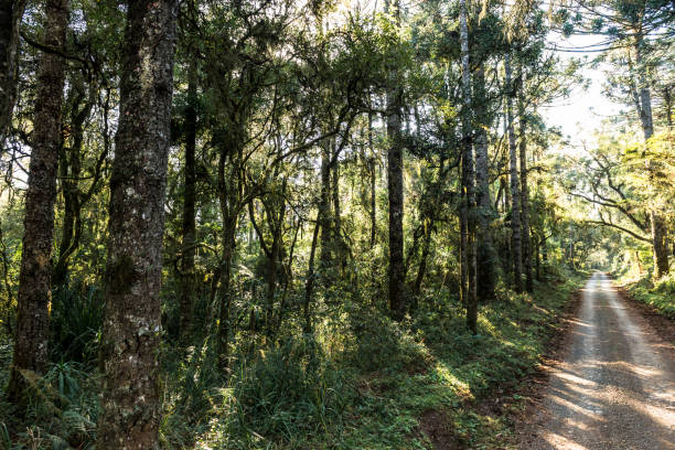 istock Santa Catarina Plateau 826834406