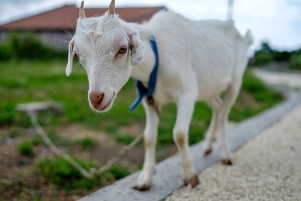 istock goat on Taketomi island 826837950